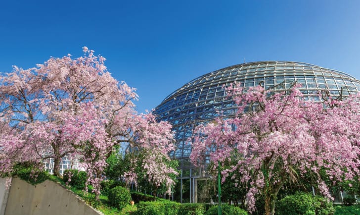 シダレザクラまつり